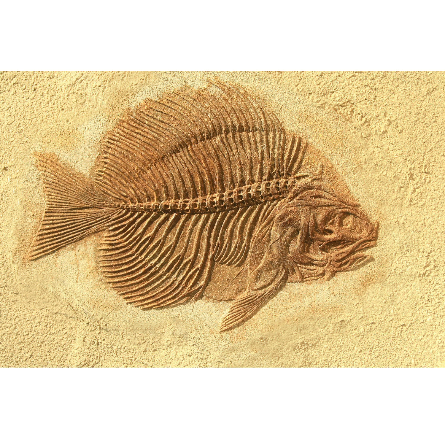魚化石 本物 Fossil Fish 希少 27*16cm厚さ0.9-1.4cm Authentic Fish Fossils - Rare Earth Gallery