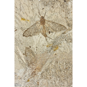 Fly Fossils