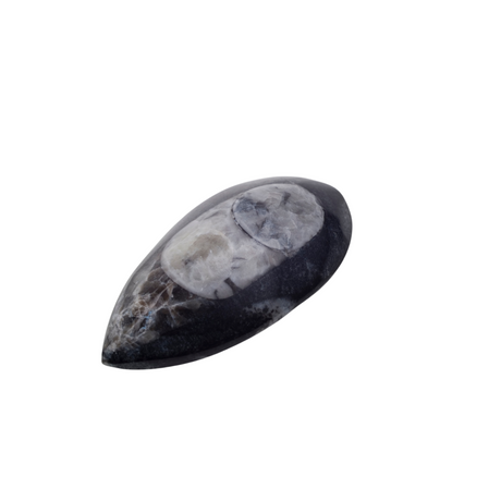 Orthoceras Fossils