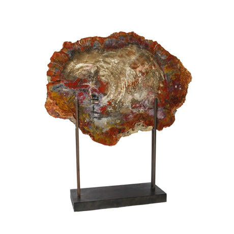 Petrified Wood Slices