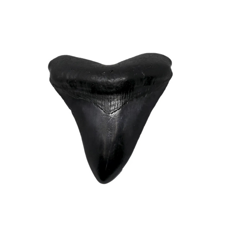 Shark Teeth Fossils