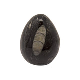 Orthoceras Egg -Small
