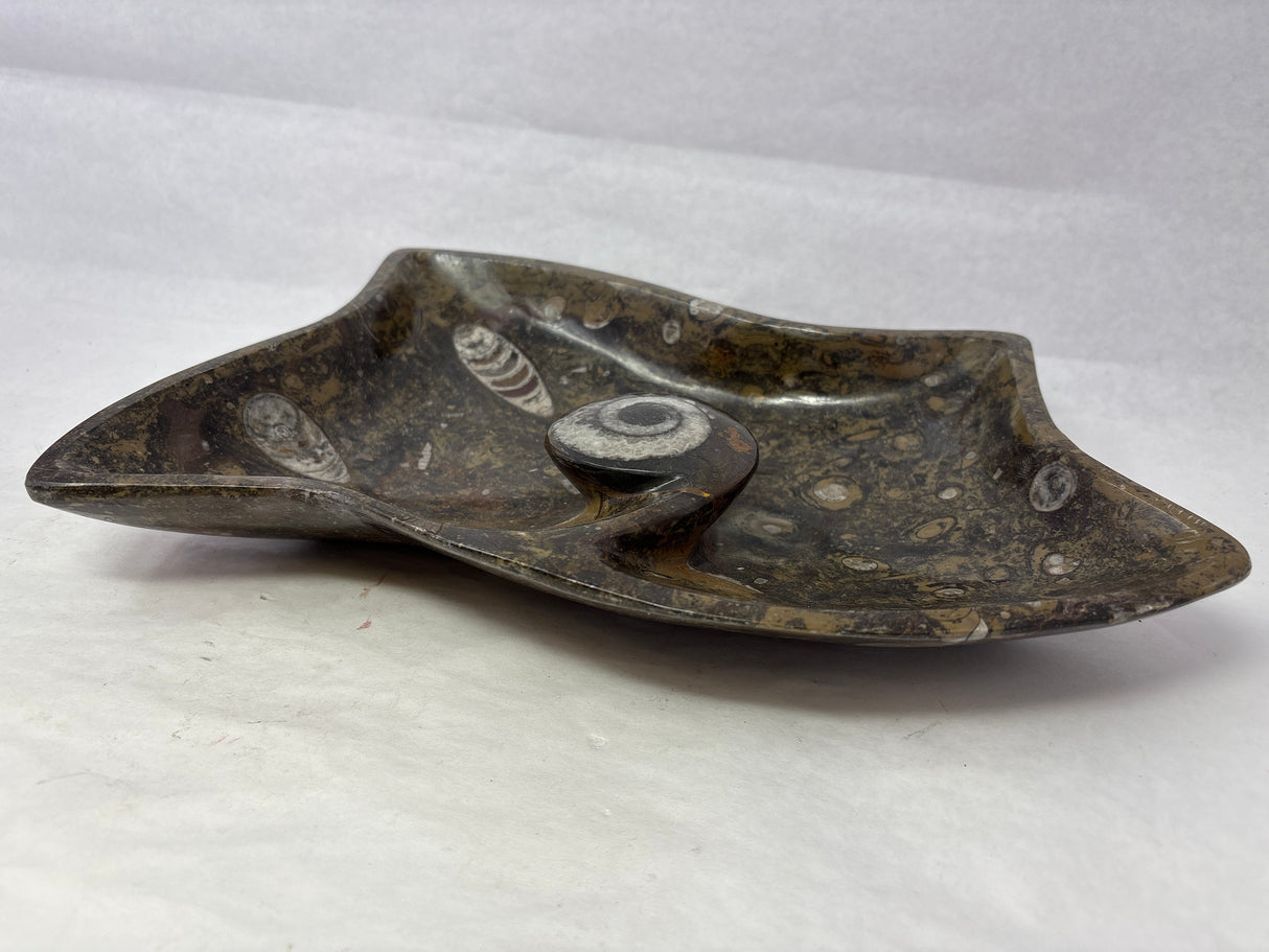 Ammonite & Orthoceras Fossil Bowl in Brown Seabed with Ammonite Feature