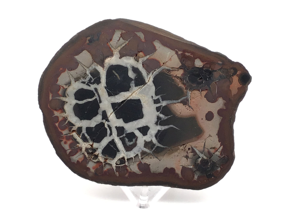 Septarian Nodule Slice on Lucite Stand