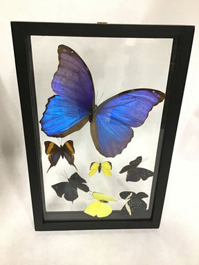 Butterfly frame displaying seven preserved butterflies, featuring a large blue Morpho butterfly and various smaller species.
