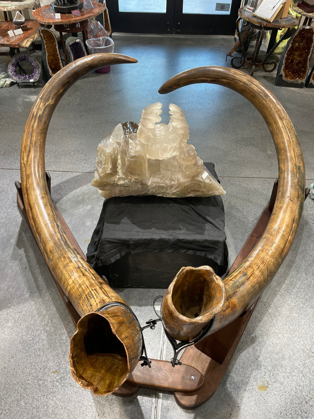Alaskan mammoth tusk pair on custom Ipe wood base, top view showing hollow tusk cavities
