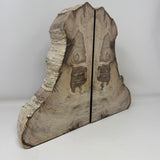 Saddle Mountain Cypress Petrified Wood Bookends - Tapered Top