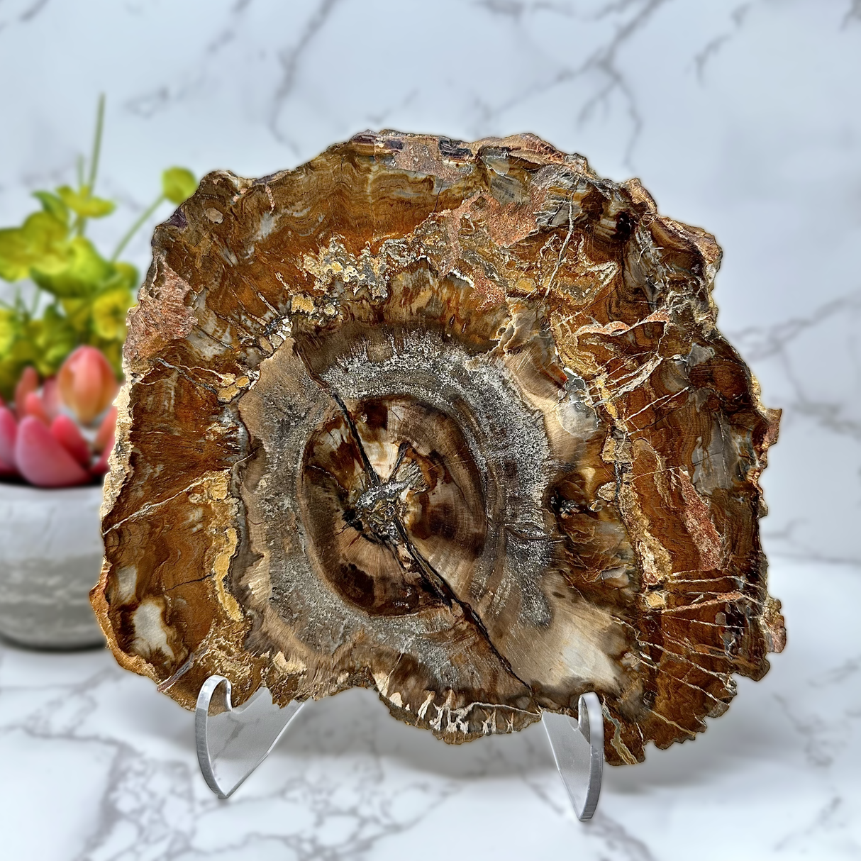 Madagascar Petrified Wood Slice - Polished Double Sided with Lucite Easel
