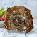Madagascar Petrified Wood Slice - Polished Double Sided with Lucite Easel