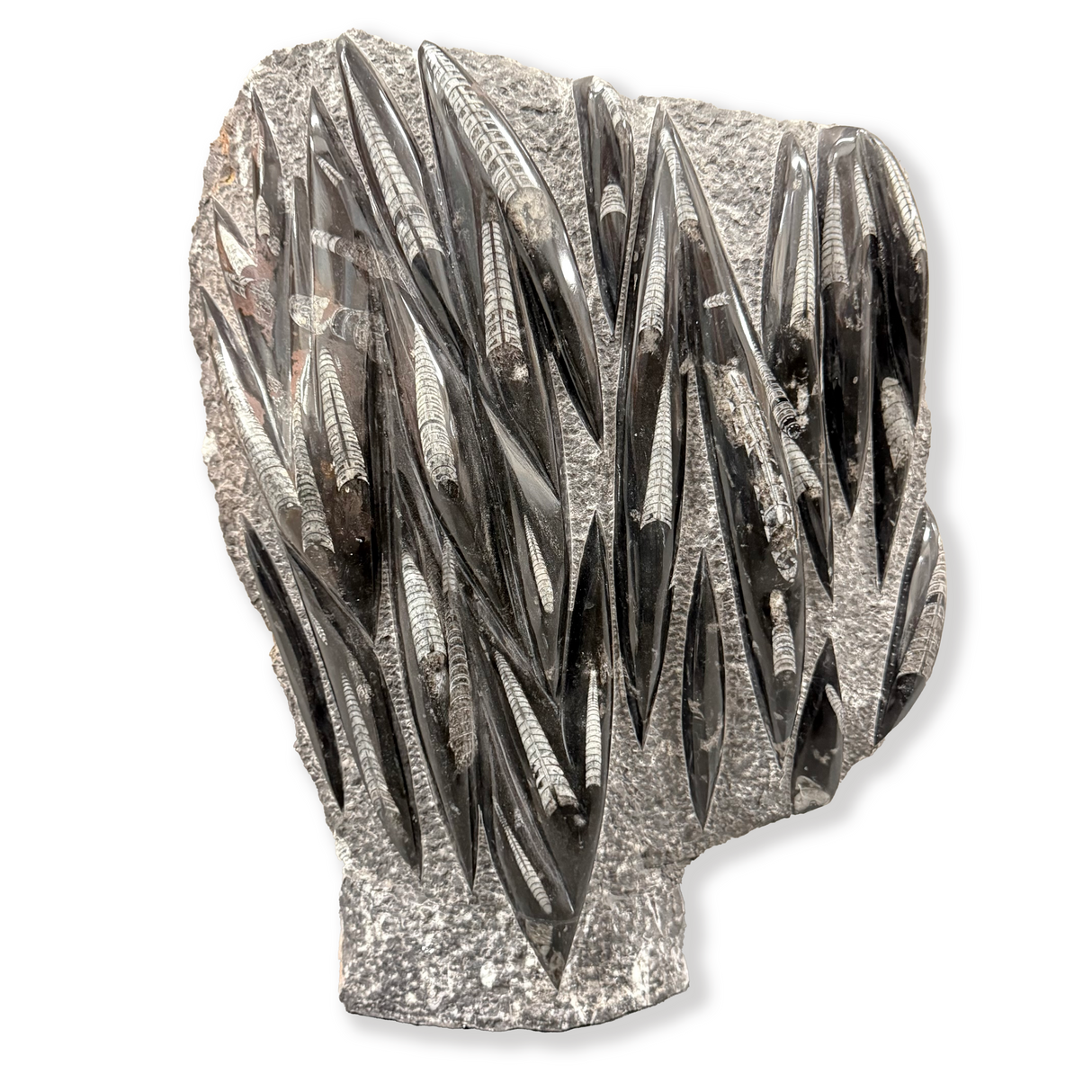 Orthoceras Plaque with Self-Standing Back