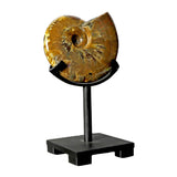 View of Opalized Ammonite on Custom Post Stand