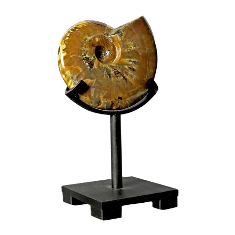 View of Opalized Ammonite on Custom Post Stand