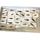 Rare Earth Gallery collection of Knightia genus fish fossils embedded in rectangular limestone tiles