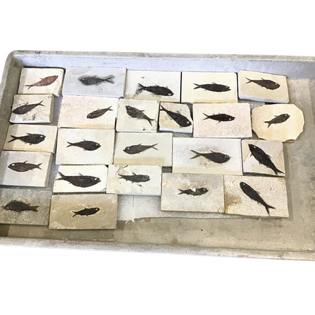 Rare Earth Gallery collection of Knightia genus fish fossils embedded in rectangular limestone tiles