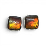 View of Ammolite Stud Earrings - Square Cabochon With Silver Bezel