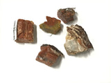 Az Petrified Wood Magnet