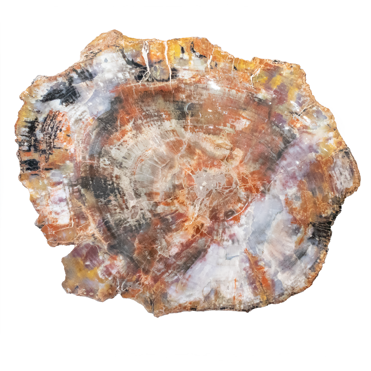 View of Arizona Rainbow Petrified Wood Slice with Gray Starburst