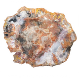 View of Arizona Rainbow Petrified Wood Slice with Gray Starburst