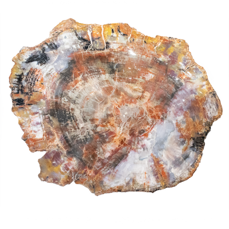 View of Arizona Rainbow Petrified Wood Slice with Gray Starburst