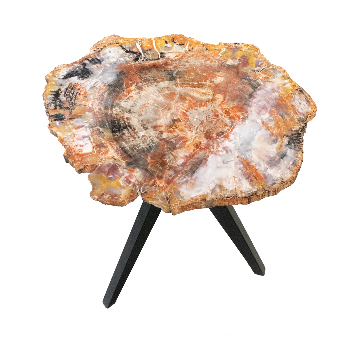 View of Arizona Rainbow Petrified Wood Slice with Gray Starburst