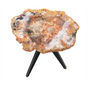 View of Arizona Rainbow Petrified Wood Slice with Gray Starburst