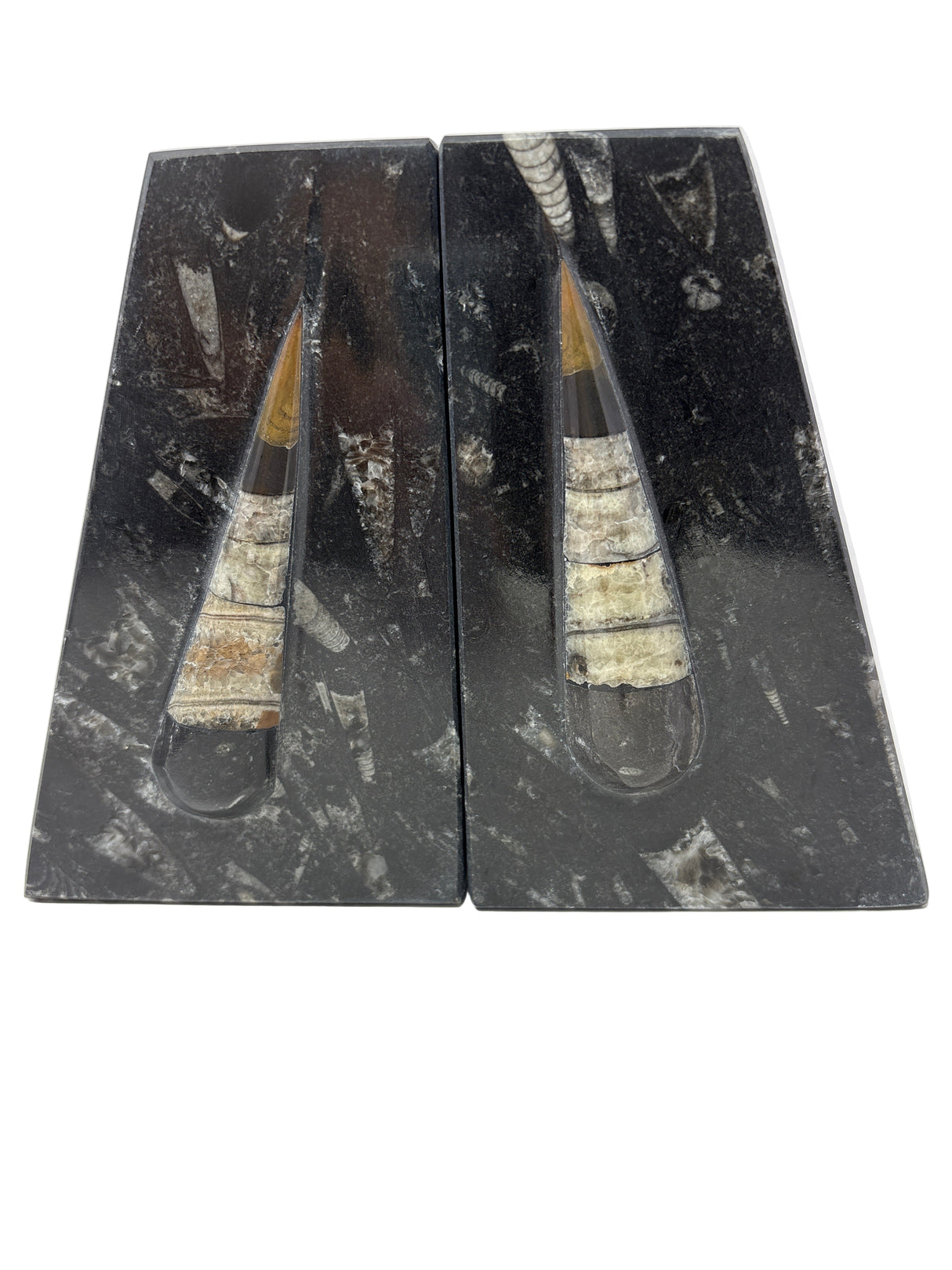 Orthoceras Fossil Bookends in Black Seabed - Trapezoid