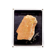 Orange-tan Spinosaurus dinosaur fossil bone piece in a clear acrylic case over a Jurassic Collection backing card