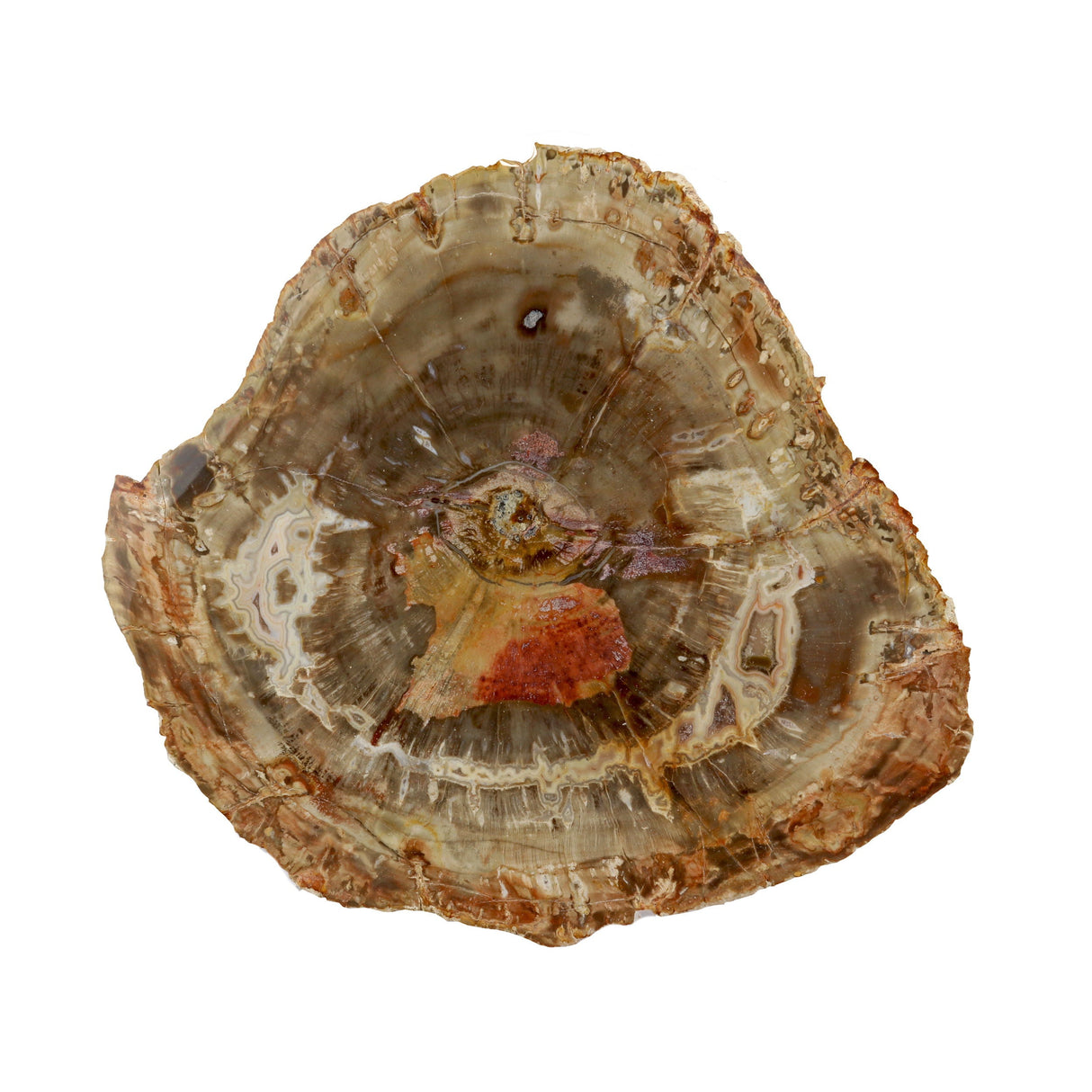 Madagascar Petrified Wood Slice - Palm Size