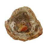 Madagascar Petrified Wood Slice - Palm Size