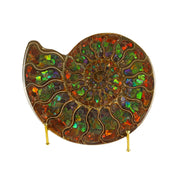 Ammonite fossil half inlaid with fiery green, orange and purple ammolite mosaic, displayed on a gold wire stand