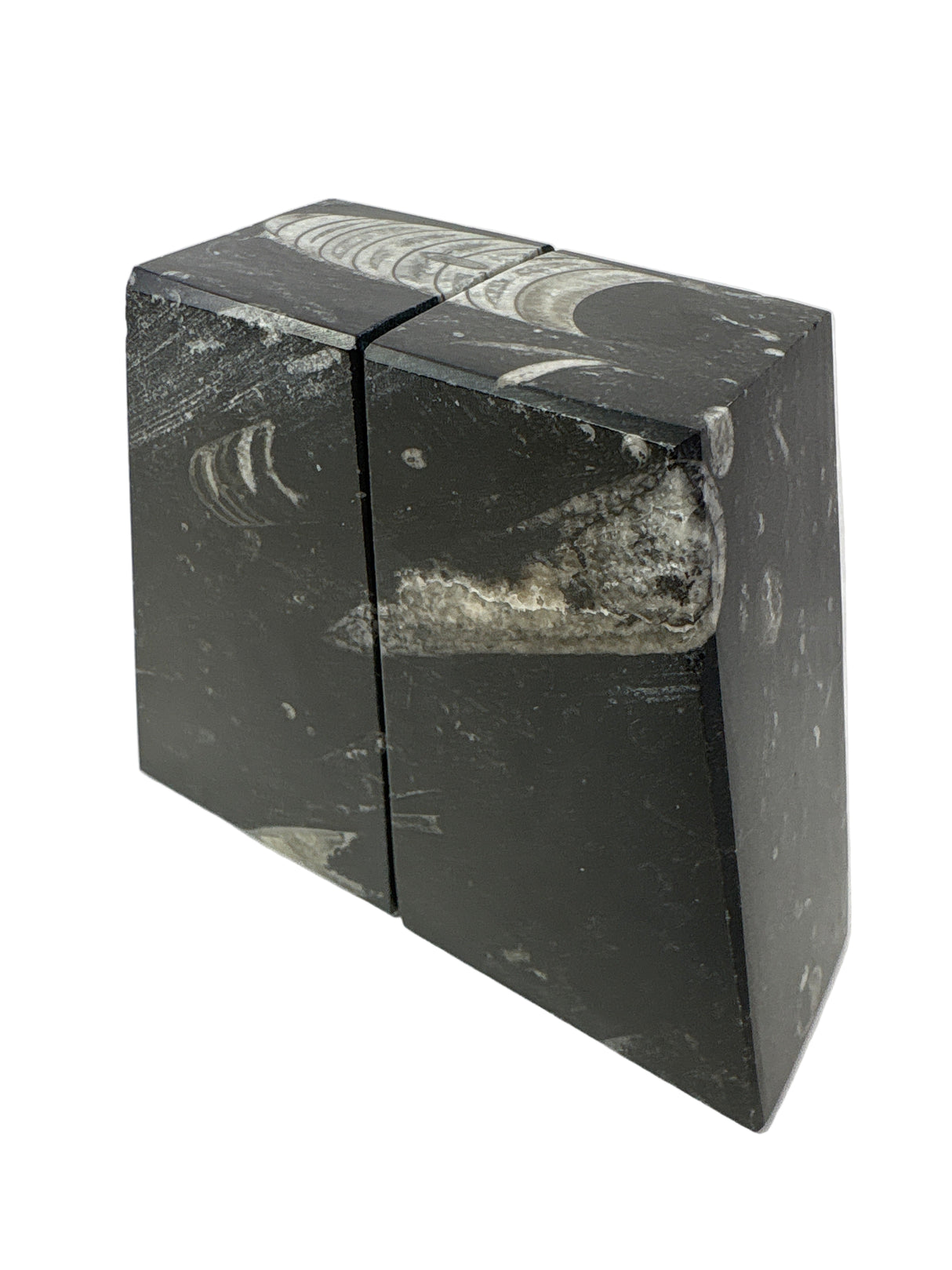 Orthoceras Fossil Bookends in Black Seabed - Trapezoid