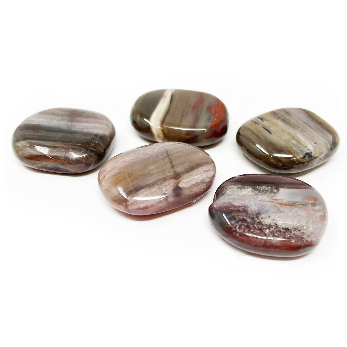 Madagascar Petrified Wood Flat Stone - Small (Singles)