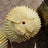 Four carved rose blooms and spiked ribs crowning the barrel cactus onyx fountain