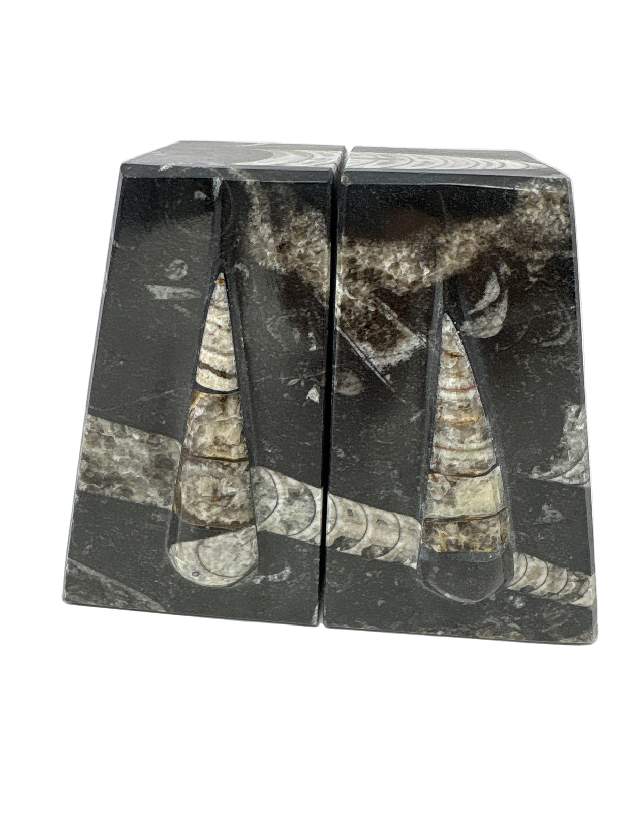 Orthoceras Fossil Bookends in Black Seabed - Trapezoid