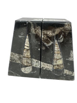 Orthoceras Fossil Bookends in Black Seabed - Trapezoid