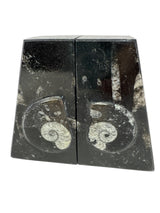 Ammonite and Orthoceras Fossil Bookends in Black Seabed - Trapezoid