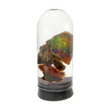 Black Opal Virgin Valley Nevada - Duo Specimen