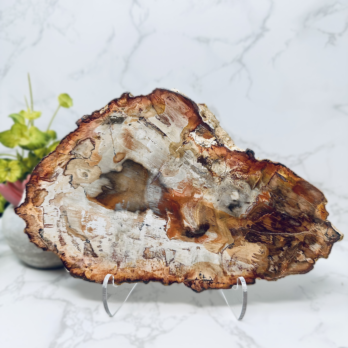 Madagascar Petrified Wood Slice - Polished Double Sided with Lucite Easel Stand