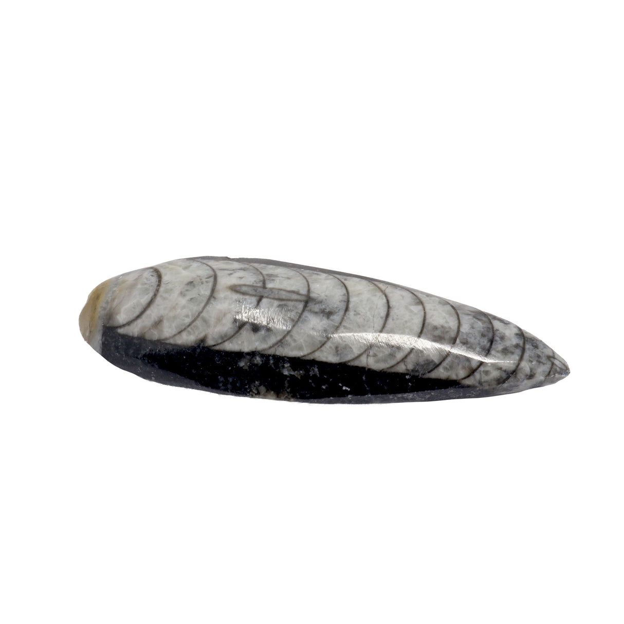 Orthoceras Fossil Magnet