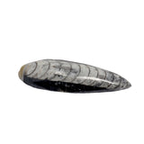Orthoceras Fossil Magnet