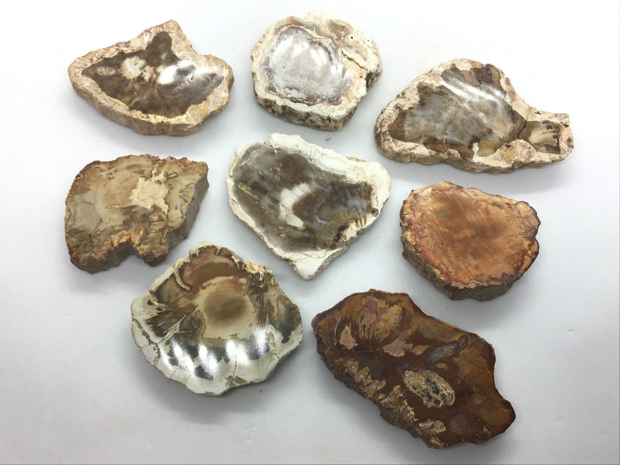 View of Madagascar Petrified Wood Magnet - Branch Slice