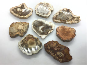 View of Madagascar Petrified Wood Magnet - Branch Slice