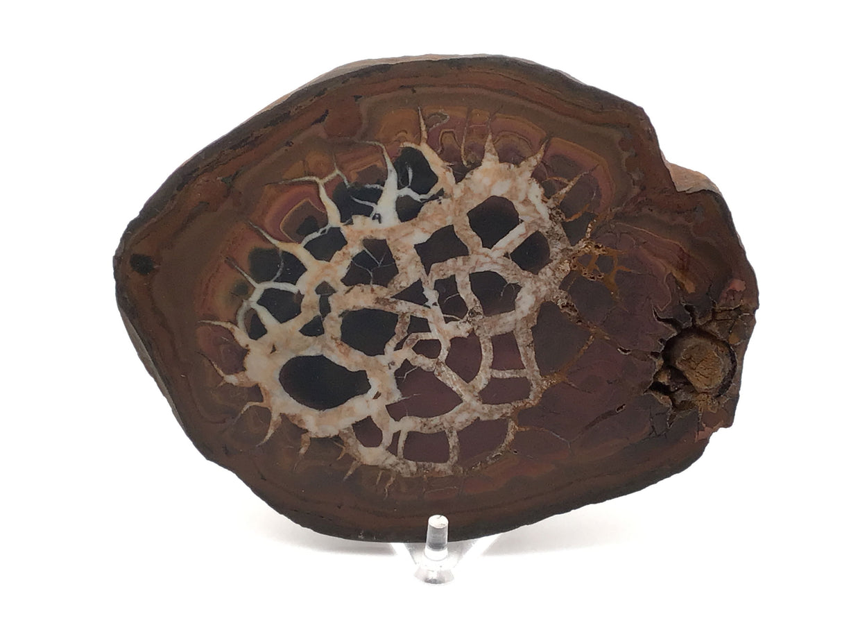 Septarian Nodule Slice on Lucite Stand