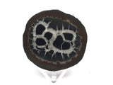 Septarian Nodule Slice on Lucite Stand