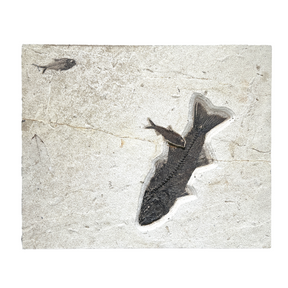 View of Green River Wyoming Fish Tile - Mioplosus & Knightia