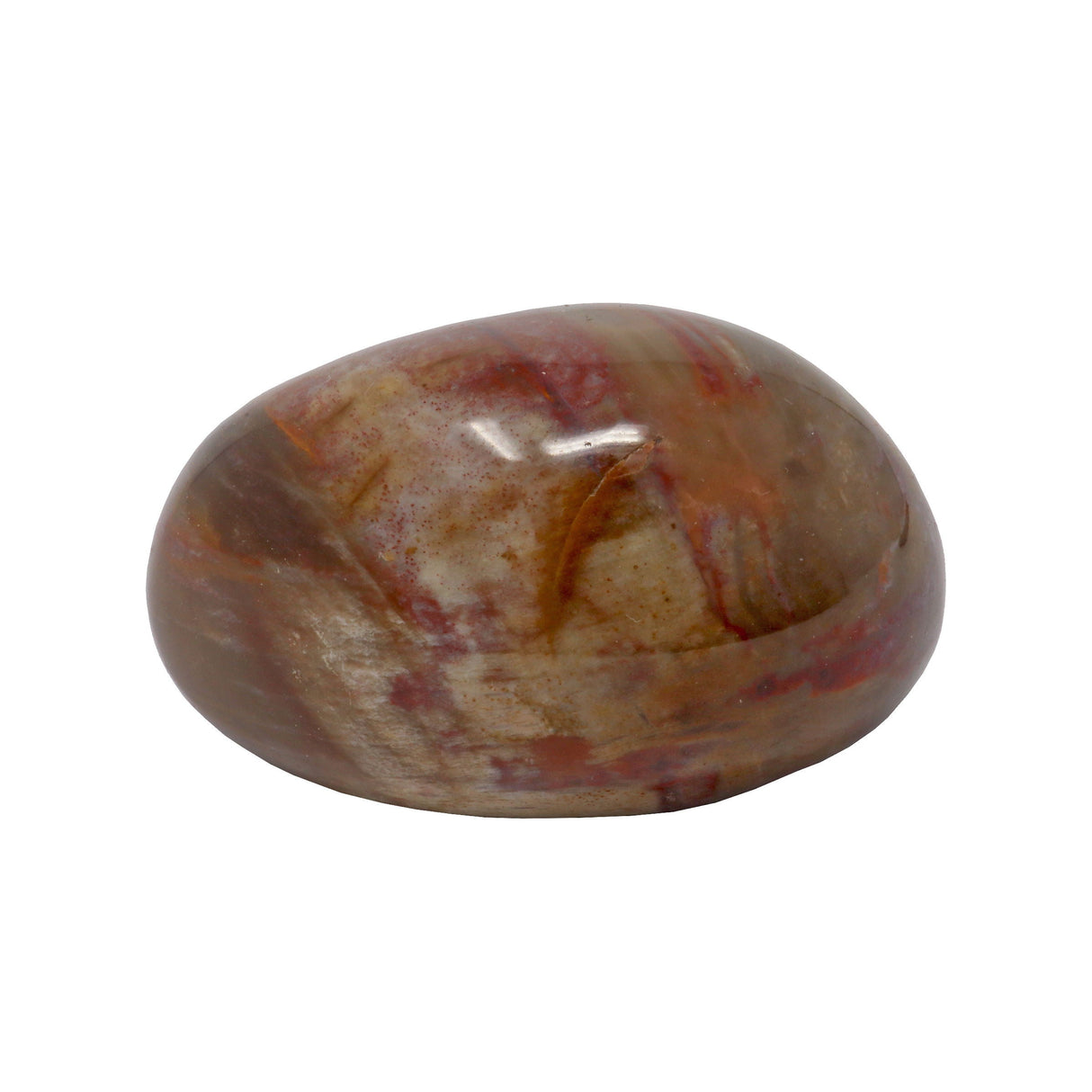 Madagascar Petrified Wood Palm Stone