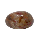 Madagascar Petrified Wood Palm Stone