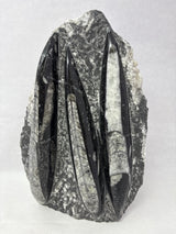 Orthoceras Fossil Plaque with Self-Standing Base