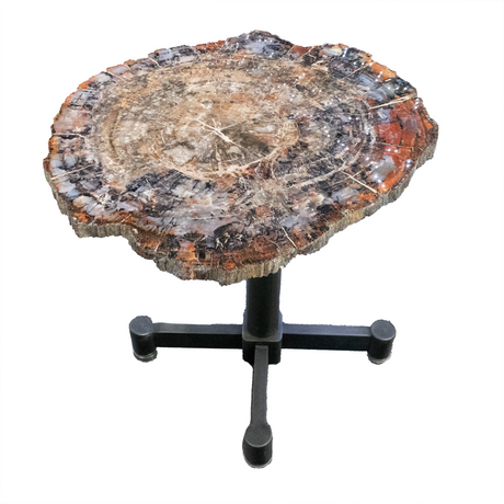 View of Arizona Petrified Wood Slice - Brecciated Browns & White