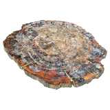 Arizona Petrified Wood Slice - Brecciated Browns & White